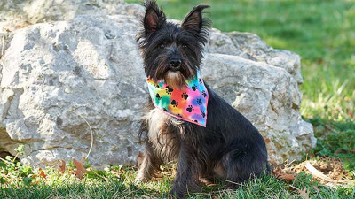 Reversible-Dog-Bandana.jpg